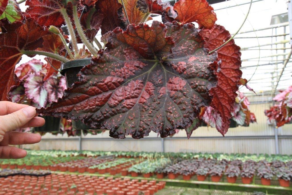 B. ‘Indian Summer’